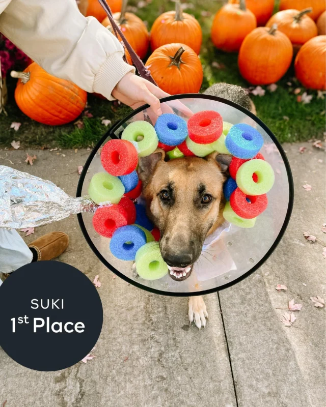 Happy Halloween from all of us at Biltmore Park Town Square! 🐾🎃

A big congratulations to Suki, our 2025 Dog Costume Contest winner, presented with @woofgangbakeryasheville! 🏆 Your creativity (and cuteness) stole the show!

👏 Shoutout to our runners-up, Willow in second place and Bourbon in third, for bringing even more pawsitive energy to the contest!

Thank you to everyone who joined us, voted, and helped make this year’s celebration one to remember.